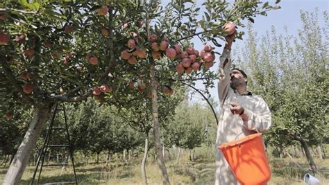 Photos: Apple harvesting begins in Kashmir’s orchards | Hindustan Times