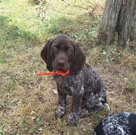 8 Wks Old Gsp German Shorthaired Pointer Pointer Puppies German Shorthaired Pointer Training