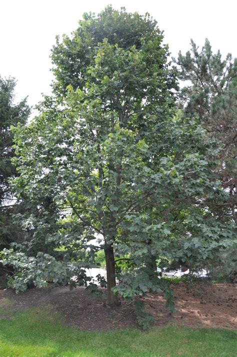 Tilia Americana Boulevard The Site Gardener