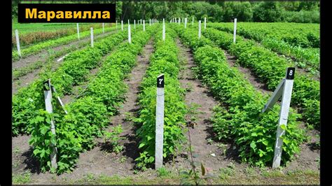Малина Маравилла. Не жалей!!! Убери слабый... Получи мощный... Урожай ...