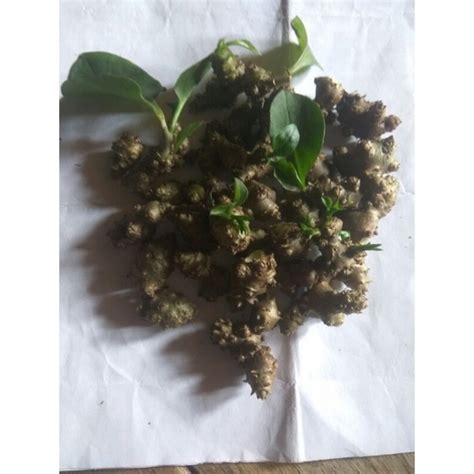 Jual Umbi Bibit Tanaman Binahong Hijau Per 150 Biji Umbi Shopee Indonesia