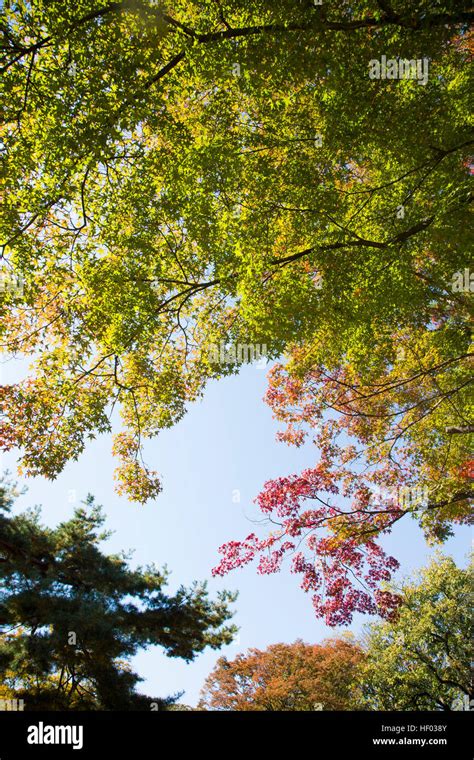 The scenery of Autumn Stock Photo - Alamy