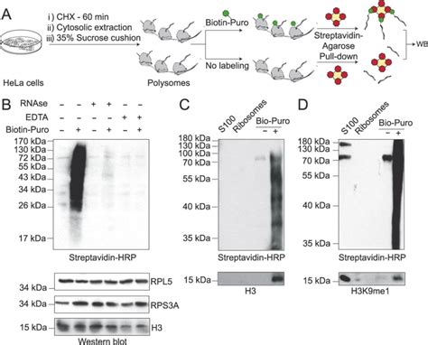 Co Translational Histone H3k9 Methylation A Scheme Illustrating The