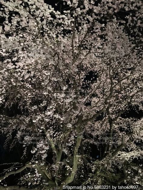 ライトアップされた夜桜の写真・画像素材[5863231] Snapmart（スナップマート）