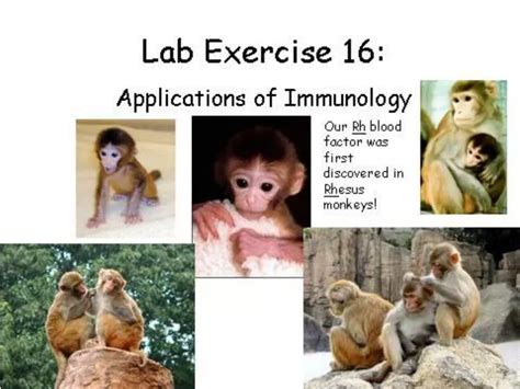 Ppt Part I Abo And Rh Blood Antigens Powerpoint Presentation Free