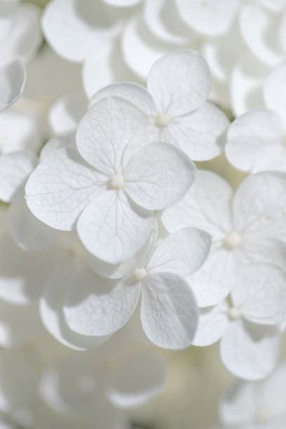 40000 White Hydrangea Stock Photos Pictures And Royalty Free Images