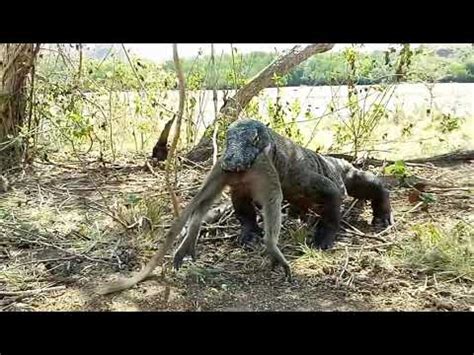 Dragão de Komodo Devora um macaco YouTube