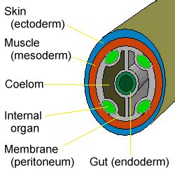 Coelom: Definition,Types, Structure, Coelomic Cavity, Function