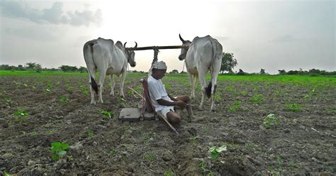 Another Marathwada 10 Helpless Farmers Commit Suicide In Just One Week