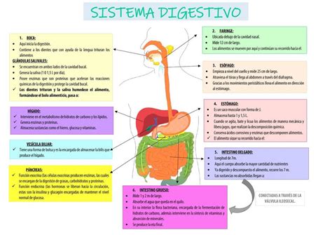 RESUMEN SISTEMA DIGESTIVO Aisa Valencia UDocz