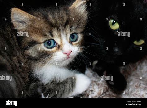 Domestic Cat House Cat Felis Silvestris F Catus Portrait Of Two