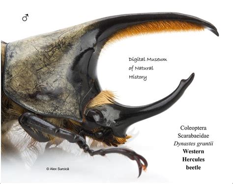 Western Hercules beetle Digital Art by Alex Surcica | Fine Art America