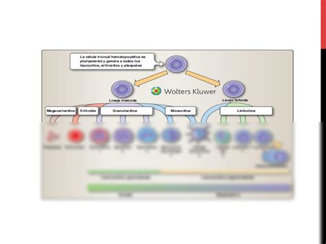 SOLUTION Inmunidad Innata Studypool