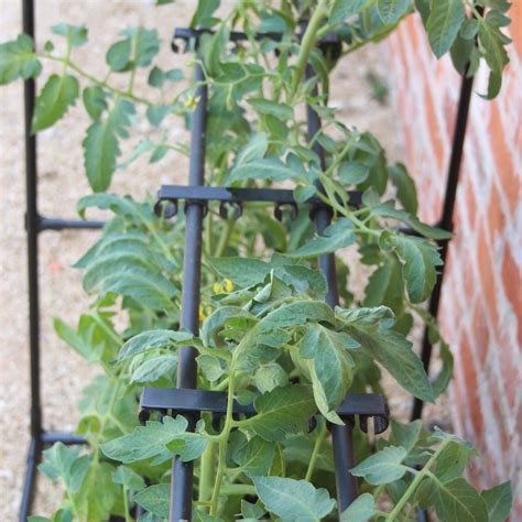 Buy Tomato Crop Booster Frame Delivery By Waitrose Garden