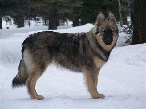 "Game of Thrones" Dire Wolf Dog Breed Look-Alike - PetHelpful