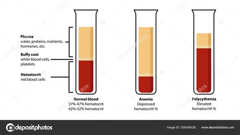 Composition Blood Plasma Buffy Coat Hematocrit Orrelation Red Blood