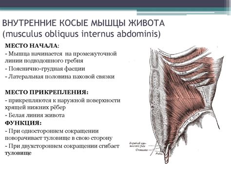 Анатомия человека - online presentation