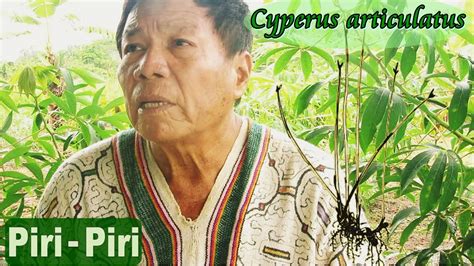 La Planta PIRI PIRI Cyperus Articulatus Su Uso Tradicional Shipibo