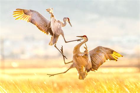 Sandhill Cranes | Jason Savage Photography