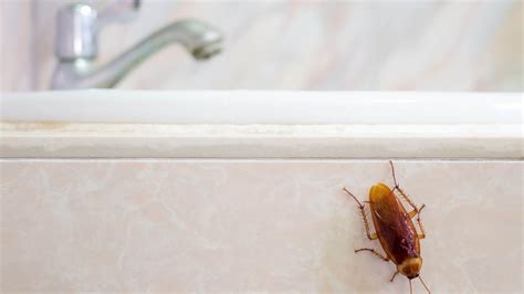 7 telltale signs of roaches in your home | Tom's Guide