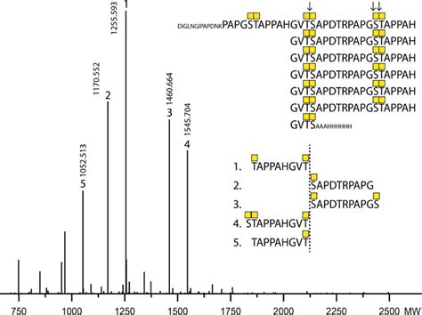 Atomic And Specificity Details Of Mucin 1 O Glycosylation Process By Multiple Polypeptide Galnac