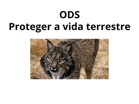 Book Creator ODS PROTEGER A FLORESTA