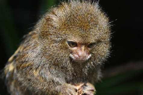 Cute Pygmy Marmoset Free Image Download