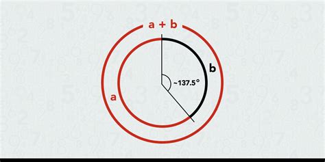 9 Examples Of The Golden Ratio In Nature From Pinecones To The Human Body