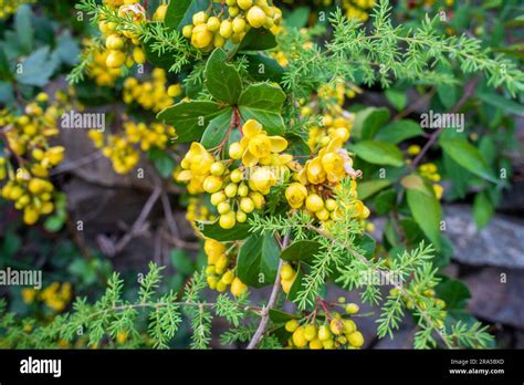 Close up shot of flowers ,seeds and leaves of Berberis darwinii, Darwin’s barberry, is a species ...