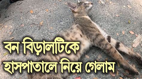 বন বডলটক নয হসপতল গলম Jungle Cat Rescue পরব ২ YouTube