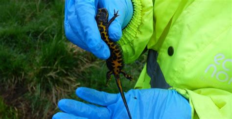 Newts - Breeding Surveys - EcoNorth