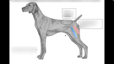 Im Injections Canine Patient Diagram Quizlet