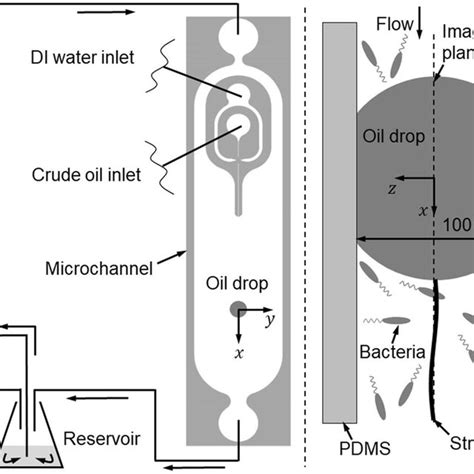 Schematics of the Ecology-on-a-chip (eChip) platform for mechanistic ...