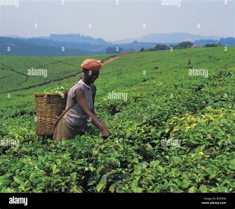 A Tea Plantation In The Honde Valley Of Zimbabwe Stock Photo Alamy