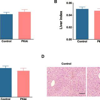 Hepatic Pka Inhibition Exacerbated Hfd Induced Lipid Accumulation In