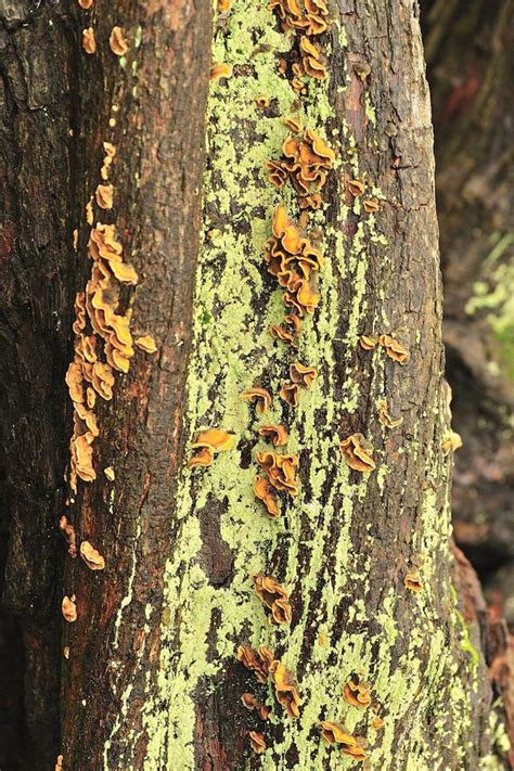 Parasitic Tree Fungi Plicatura Crispa Stock Image Image 26773649