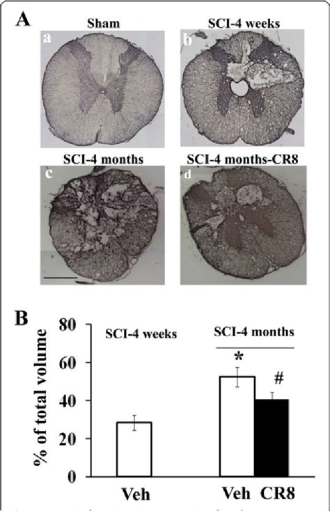 Figure 7 From Anatomy And Regenerative Biology Faculty Publications