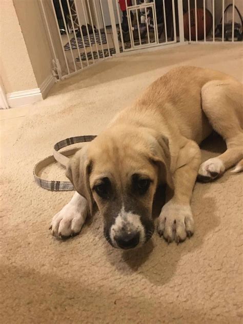 Dog for adoption - Matilda, an Anatolian Shepherd Mix in Kempner, TX