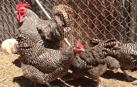 Barred Rock Chicken Eggs