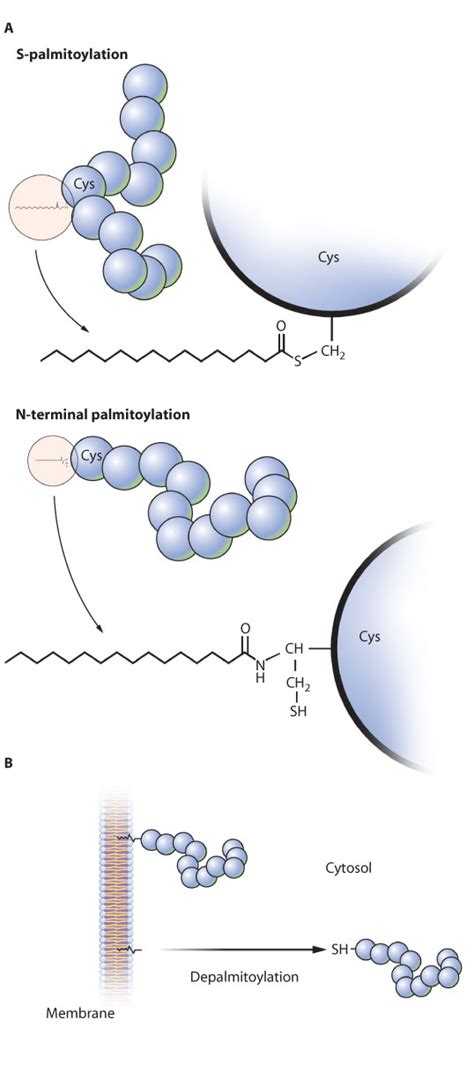 Palmitoylation Of Ligands Receptors And Intracellular Signaling