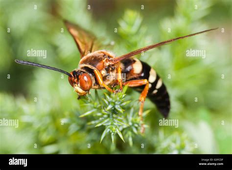 Cicada Killer Wasp Sting