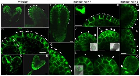 Dicot Wild Type Ae And Aniso Monocot Embryos Of Rpk Fl And