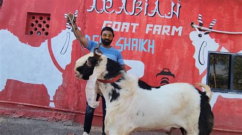 Sabse Bada Kota Collection Of Arabian Goat Farm Ek Se Ek Bade Kota