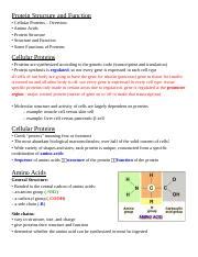 Protein Structure And Function Lecture Docx Protein Structure And