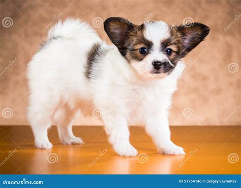 Cute Papillon Puppy Stock Photo Image Of Pets Brown 51754146