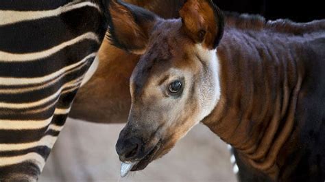 Okapi San Diego Zoo So Cute Okapi Animals San Diego Zoo