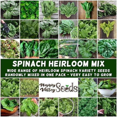 50 Seeds Spinach Heirloom Mix Lvgg