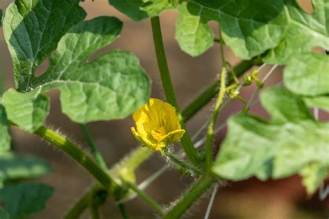 Male And Female Watermelon Differences And Features