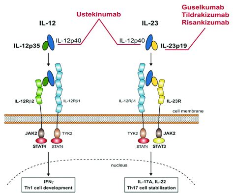 Composition Of Il 12 And Il 23 With Their Cognate Receptors And