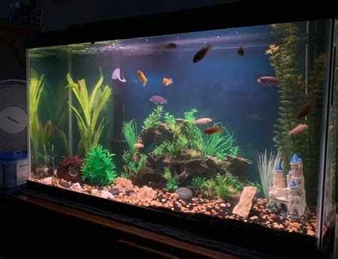 Gallons Freshwater Fish Tank Mostly Fish And Non Living Decorations